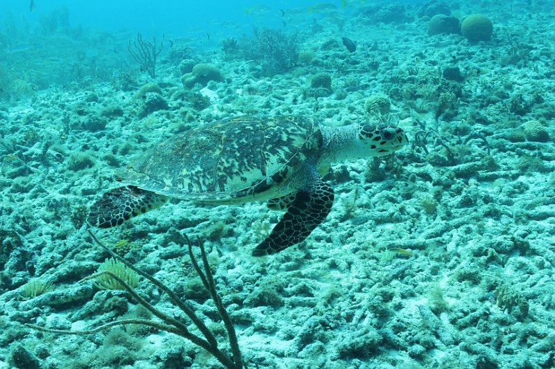 Curacao 04-12 576.JPG